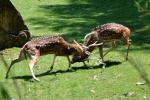 2013 07 06 beauval 222